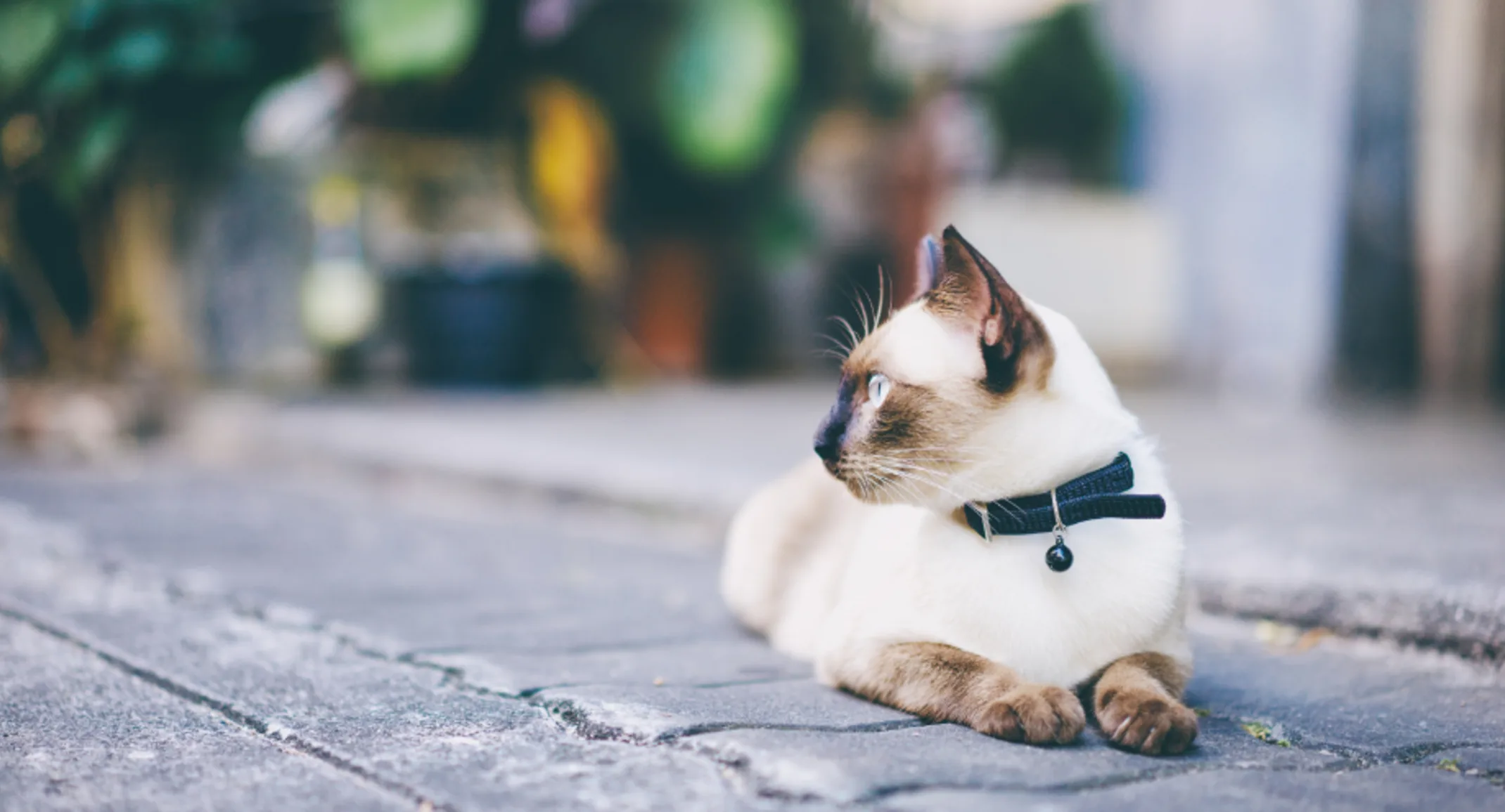 Cat Looking to the Left Laying Outside